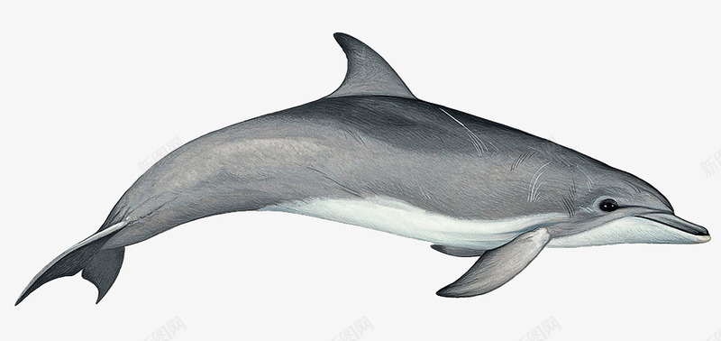 卡通海洋海豚动物png免抠素材_新图网 https://ixintu.com 手绘海豚 海底世界 海洋生物 海豚
