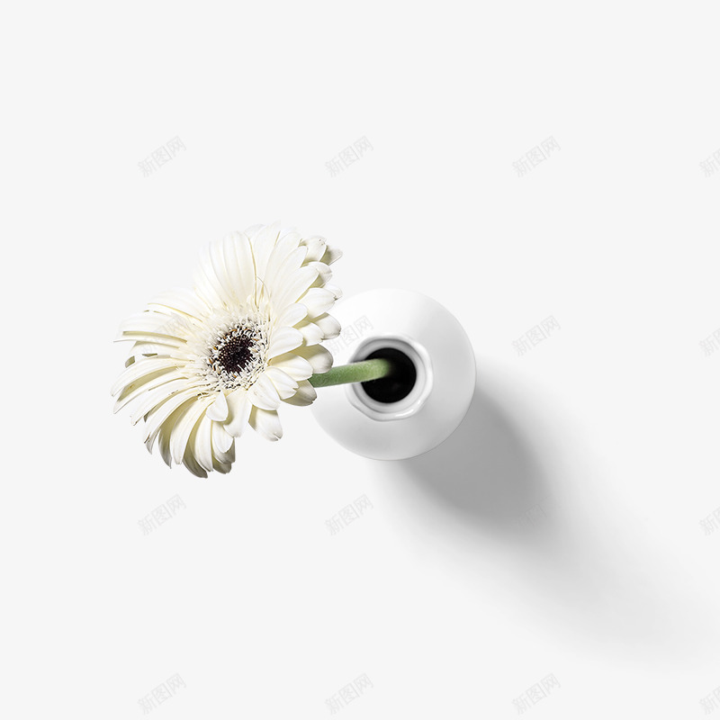 花瓶盛开白色花朵png免抠素材_新图网 https://ixintu.com 叶子 各种花朵 盛开 素材 绽放 绿叶 花藤