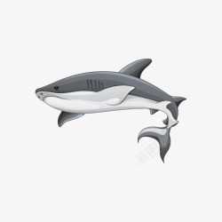 鲨鱼插画矢量图素材