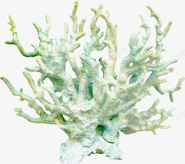 珊瑚png免抠素材_新图网 https://ixintu.com 彩色素材 海洋 珊瑚