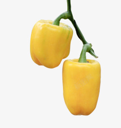 黄色甜椒实物带藤黄椒高清图片