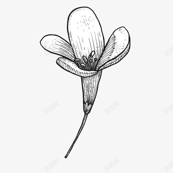 手绘速写植物花卉一朵小花png免抠素材_新图网 https://ixintu.com 印花 小花 插画 素描黑色花朵 花朵 贴纸