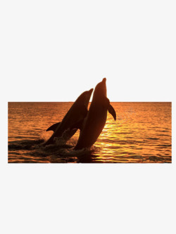 夕阳下的海豚素材