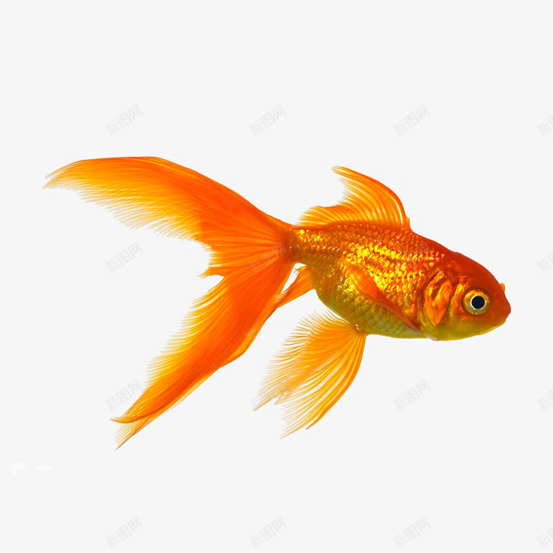 一只金色的金鱼png免抠素材_新图网 https://ixintu.com 动物 海洋 生物 金色 金鱼