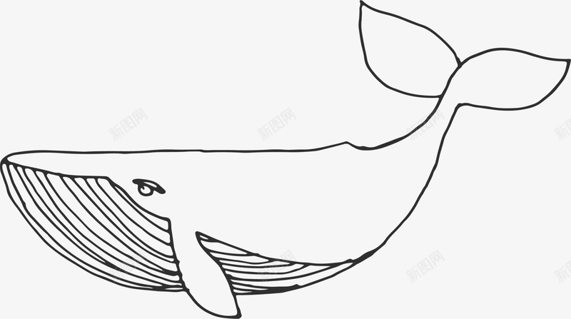 海洋生物手绘鲸鱼图标png_新图网 https://ixintu.com 大型鲸鱼 手绘须鲸 手绘鲸鱼 海洋生物 画画 素描鲸鱼 绘画