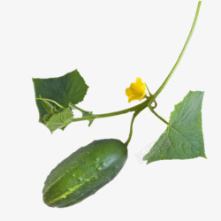 黄瓜叶子png绿色简约美食黄瓜图高清图片