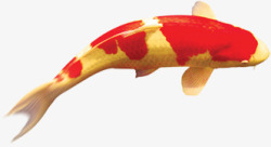金色红斑鲤鱼中秋素材