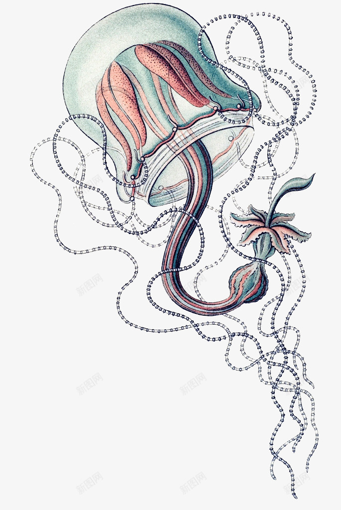 卡通海洋水母png免抠素材_新图网 https://ixintu.com 创意水母 弯曲线条 手绘水母 海洋 红色水母 花纹水母