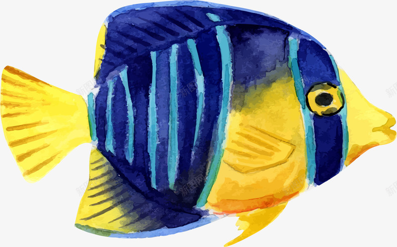海洋生物png免抠素材_新图网 https://ixintu.com 彩绘 手绘 插画 水彩 海洋生物 简易彩绘 鱼