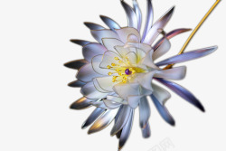水晶鲜花色彩水晶花高清图片