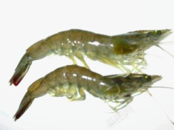 透明海虾素材
