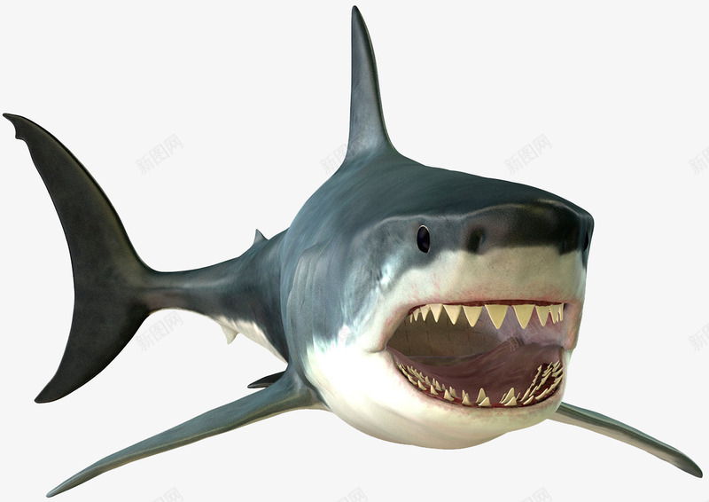 冷血动物大白鲨png免抠素材_新图网 https://ixintu.com 嗜血 大白鲨 海洋生物 牙齿