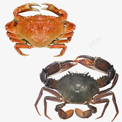 螃蟹psd免抠素材_新图网 https://ixintu.com 海洋生物 红色 自然 螃蟹 黑色