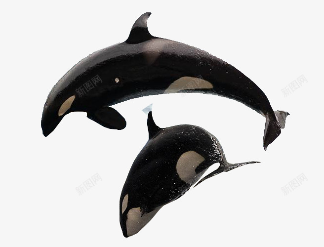 跳跃的虎鲸png免抠素材_新图网 https://ixintu.com 凶猛 哺乳类 海洋生物 虎鲸 鳍 黑色虎鲸