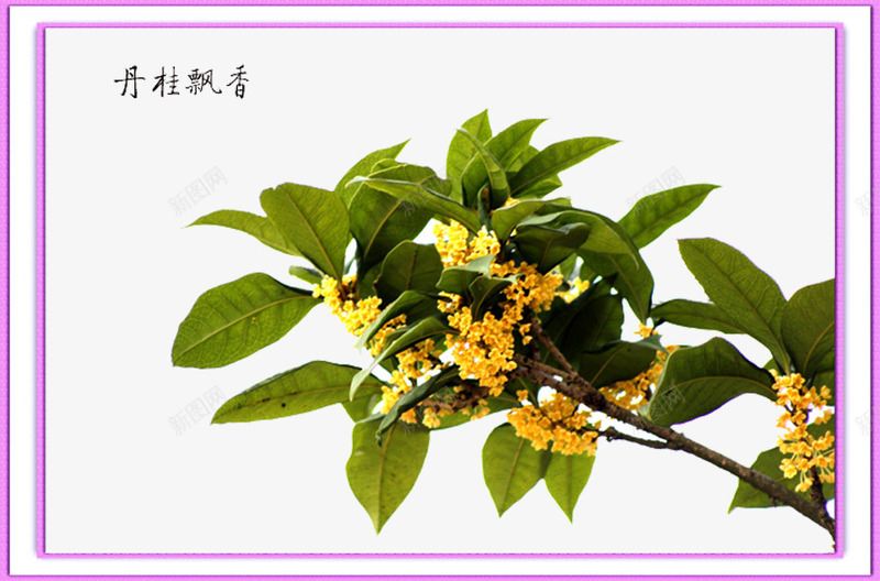 桂花茂盛png免抠素材_新图网 https://ixintu.com 中秋桂花 也广植 埠周围 桂花 赤山