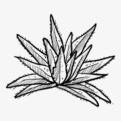 线描芦荟素材