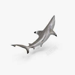 黑鳍海洋生物之仰头的鲨鱼高清图片
