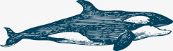 大白鲸游泳素材