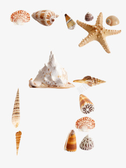 海洋贝壳类素材