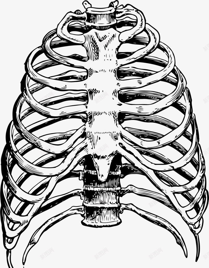 手绘骨架png免抠素材_新图网 https://ixintu.com 手绘画 矢量装饰 装饰 骨头 骨架