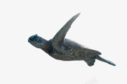 乌龟图片海龟格式高清图片