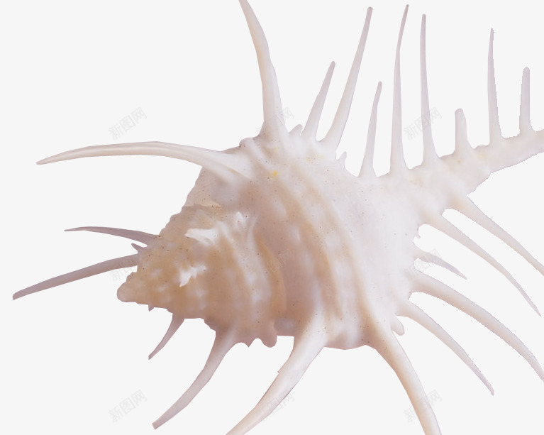 触角海螺png免抠素材_新图网 https://ixintu.com 乳白 海洋生物 海螺 贝壳