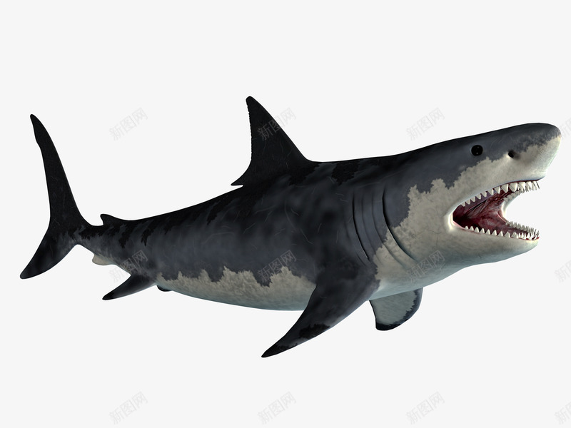 大白鲨png免抠素材_新图网 https://ixintu.com 海洋 白鲨 鱼 鲨鱼