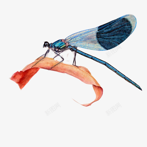 蜻蜓踩树叶png免抠素材_新图网 https://ixintu.com 彩绘画 手绘 昆虫 蜻蜓