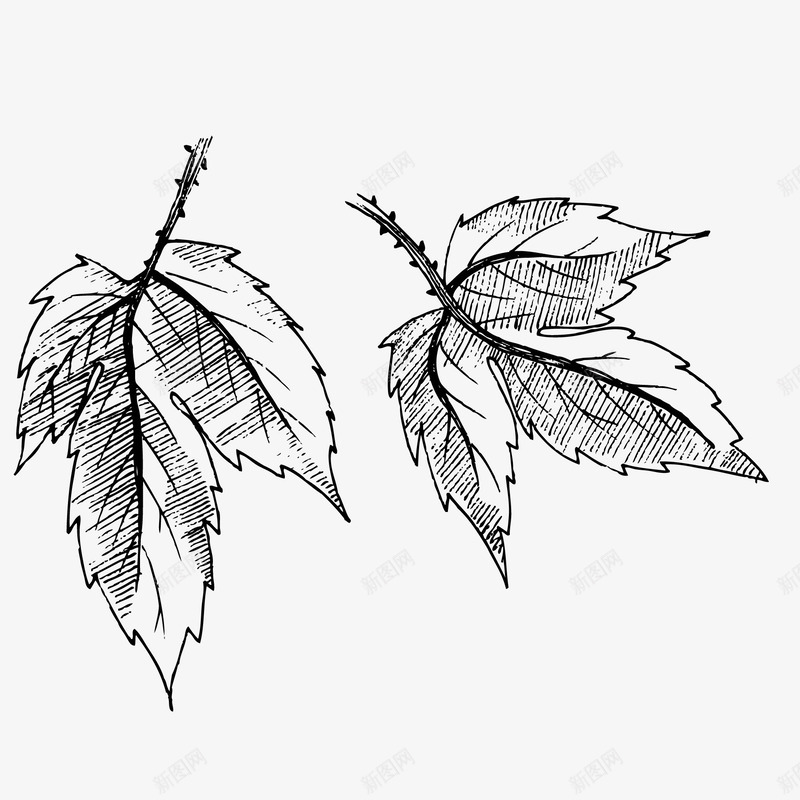 创意手绘速写植物叶子矢量图图标ai_新图网 https://ixintu.com 叶子 手绘 植物 素描 绘画 装饰植物 速写 矢量图