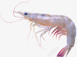 海洋营养海洋大虾食材营养美味高清图片