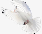 白色静态飞翔白鸽素材