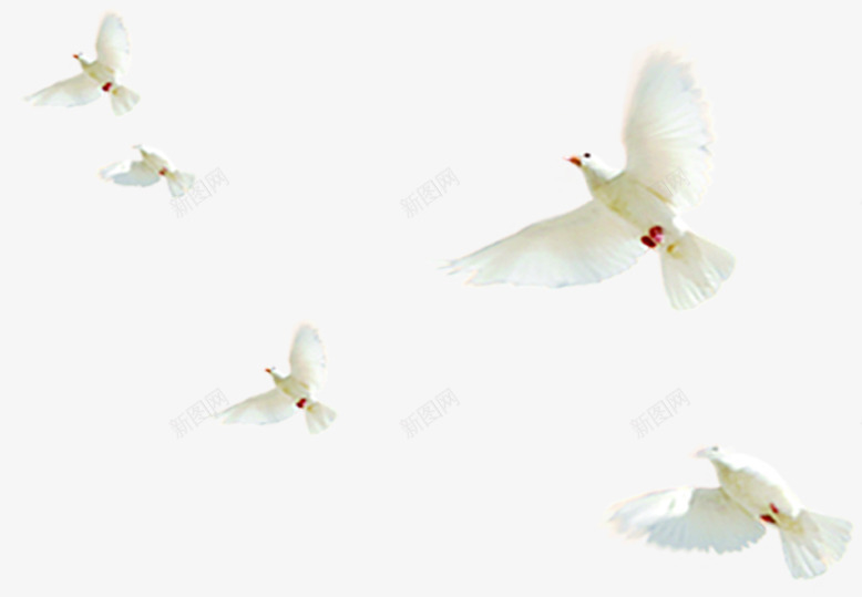 白色飞翔海报和平鸽png免抠素材_新图网 https://ixintu.com 和平鸽 海报 白色 飞翔