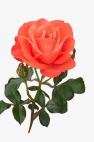 橙色玫瑰png免抠素材_新图网 https://ixintu.com 带刺玫瑰 月季花 玫瑰花 鲜花