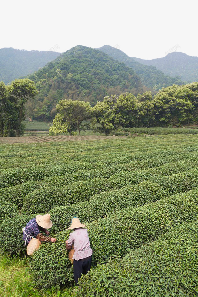 绿色茶田png免抠素材_新图网 https://ixintu.com 山林 树木 植物 绿色 茶田