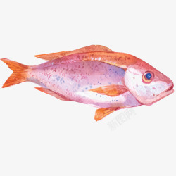 彩绘鱼儿手绘彩绘新鲜的海鲜食物高清图片