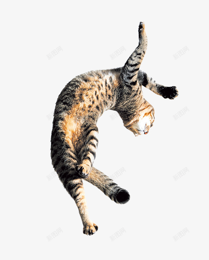 跳跃的猫png免抠素材_新图网 https://ixintu.com 动物 小猫 条纹猫 猫咪 猫尾 跳跃