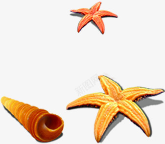 橙色海星和海螺png免抠素材_新图网 https://ixintu.com 橙色 海星 海螺 素材