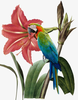彩色的花和鹦鹉素材