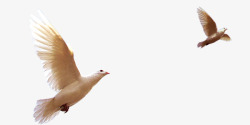 白色自由飞翔鸥向右飞舞的白鸽高清图片