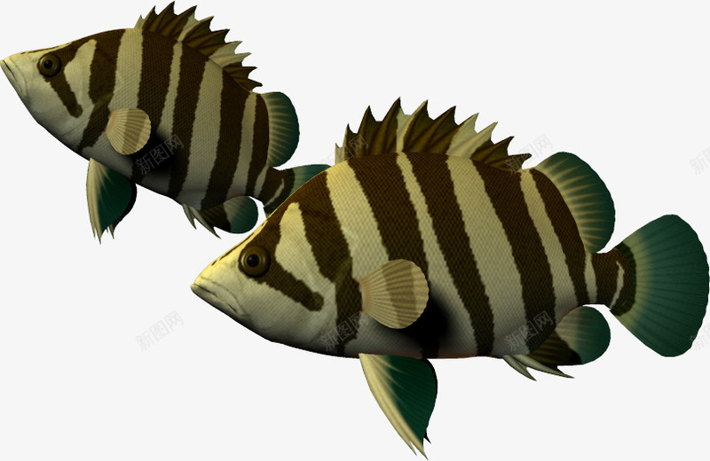 海底海洋生物鱼png免抠素材_新图网 https://ixintu.com 3D 3d卡通 斑马鱼 条纹鱼 海底 海洋 海洋动物 海洋图片 鱼 鱼类