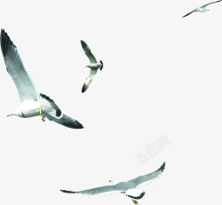 创意合成摄影森林飞翔的海鸥素材