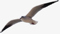 创意摄影在海上飞翔的海鸥素材