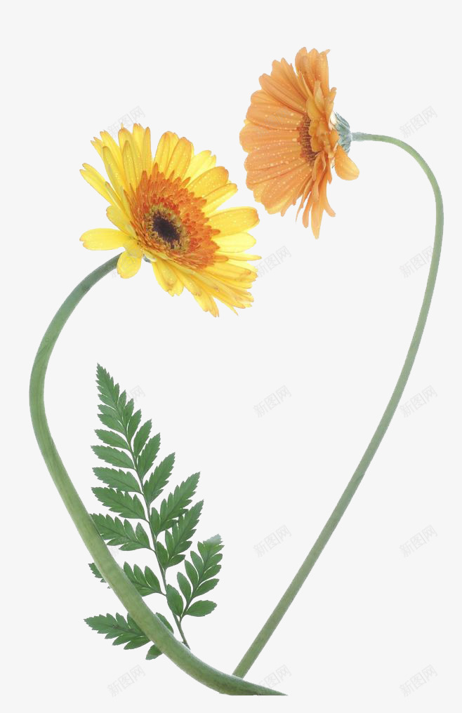 两朵母菊png免抠素材_新图网 https://ixintu.com 橙色 母菊 花卉 鲜花 黄色