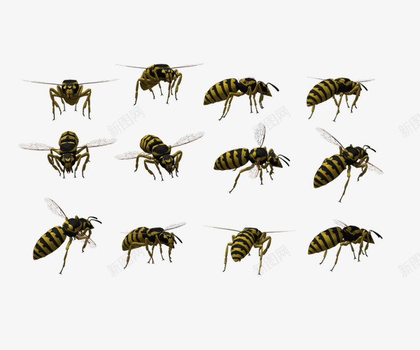 黄色飞行小蜜蜂png免抠素材_新图网 https://ixintu.com 各种形态蜜蜂 实物 蜜蜂 飞行 黄色