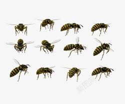 各种形态蜜蜂黄色飞行小蜜蜂高清图片