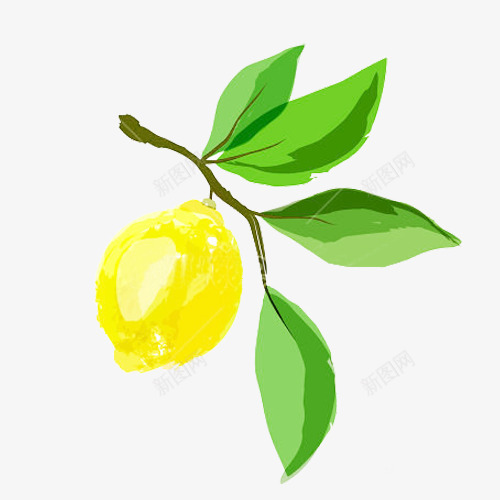 水粉柠檬叶png免抠素材_新图网 https://ixintu.com 叶子 手绘 柠檬叶 树叶 水粉 绘画