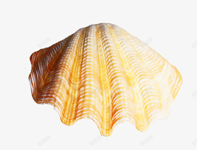 扇形贝壳png免抠素材_新图网 https://ixintu.com 海洋生物 海滩 海螺 贝壳 黄色