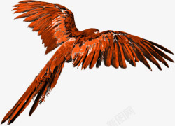 油彩手绘鹦鹉鸟类飞翔后背素材