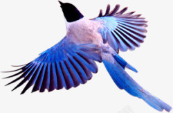 飞翔卡通效果蓝色鸟素材