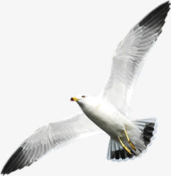 白色和平鸽飞翔在空中夏日素材